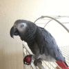 African Grey Parrot (BUDDY)