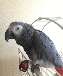 African Grey Parrot (BUDDY)