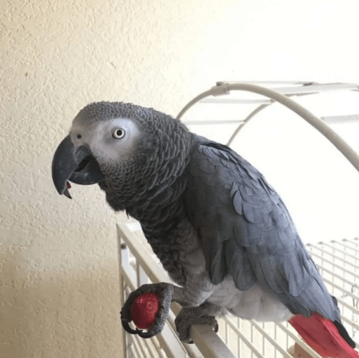 African Grey Parrot (BUDDY)