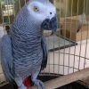 African Grey Parrot - Female