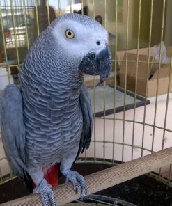 African Grey Parrot - Female