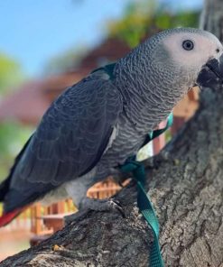 African Grey Parrot for sale (Royce)