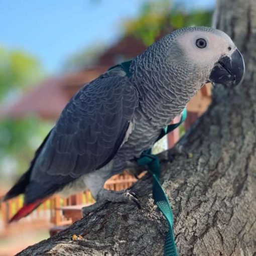 African Grey Parrot for sale (Royce)