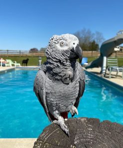 African Grey Parrot - Male