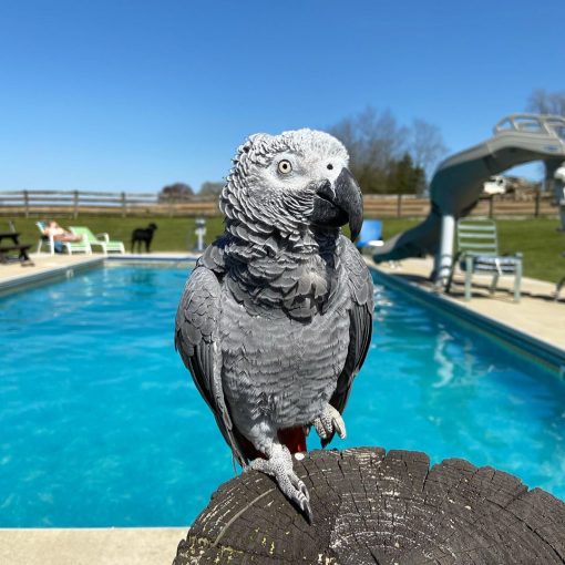 African Grey Parrot - Male