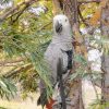 African Grey Parrot - Zazu