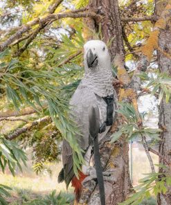 African Grey Parrot - Zazu