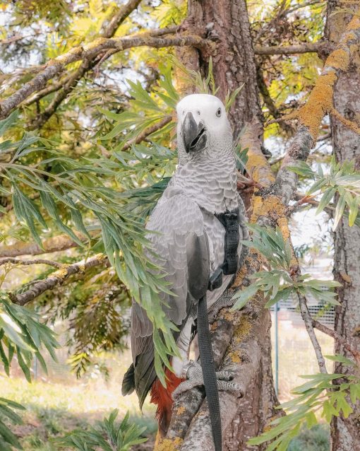 African Grey Parrot - Zazu