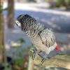 African Grey Parrots online (Willow)