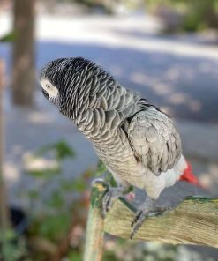 African Grey Parrots online (Willow)