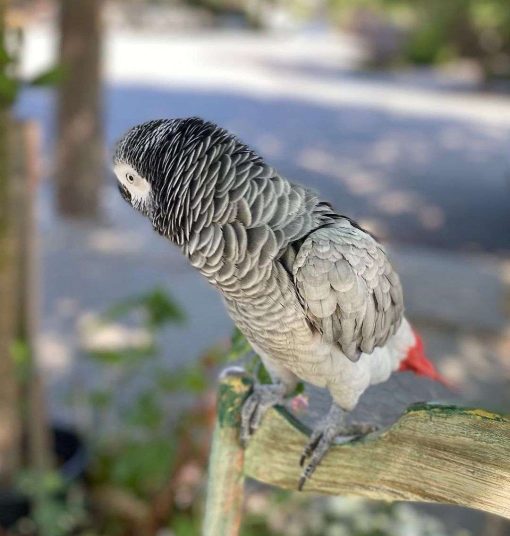 African Grey Parrots online (Willow)