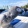 Baby African grey parrot (Barney)