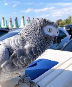 Baby African grey parrot (Barney)