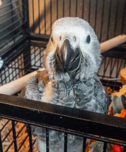 Baby African Grey Parrot - Billy