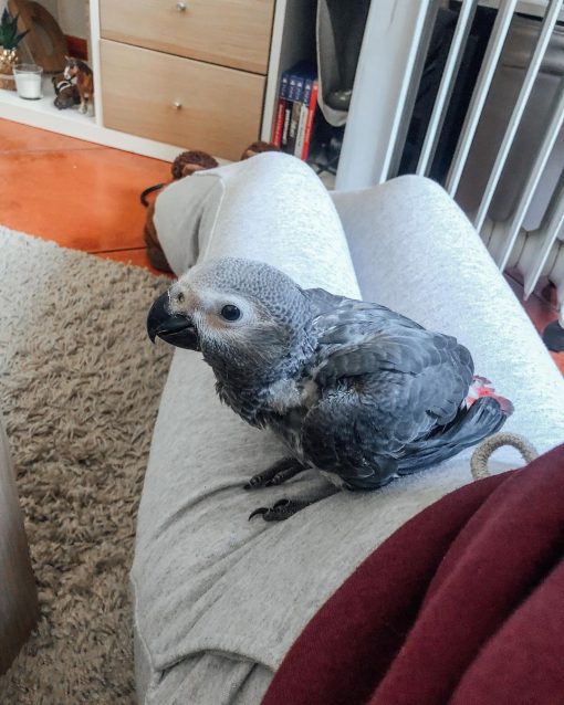 Baby African Grey Parrot - Lilly