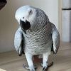 Baby African Grey Parrot (XENA)