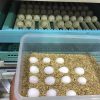 Buy African Grey Parrot Eggs