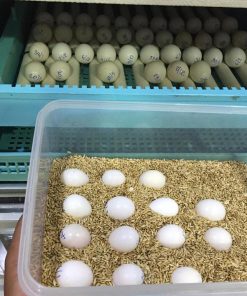 Buy African Grey Parrot Eggs