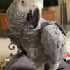 Buy African Grey Parrot (Lewis)