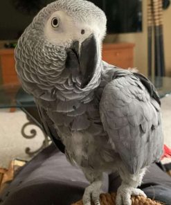 Buy African Grey Parrot (Lewis)