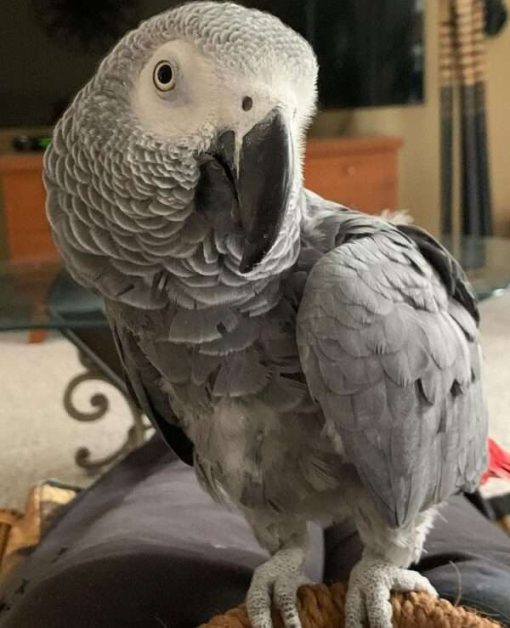 Buy African Grey Parrot (Lewis)