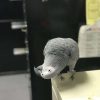 Buy African Grey Parrot Online (Einstein)