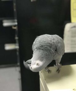 Buy African Grey Parrot Online (Einstein)