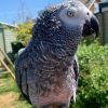 Buy African Grey Parrot (Ryker)