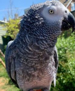 Buy African Grey Parrot (Ryker)