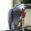 Congo African Grey parrot for sale (Bentley)