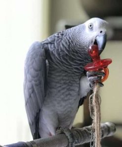 Congo African Grey parrot for sale (Bentley)