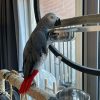 Grey African parrot for sale (Dorine)