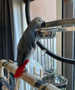 Grey African parrot for sale (Dorine)