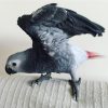 Royce- AFRICAN GREY PARROTS FOR SALE