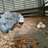 Timneh African Grey Eggs For Sale