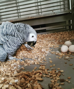 Timneh African Grey Eggs For Sale