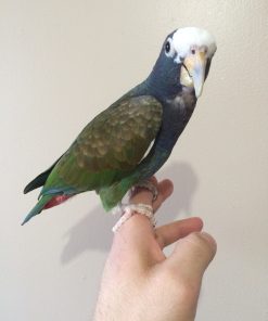 Pionus for sale